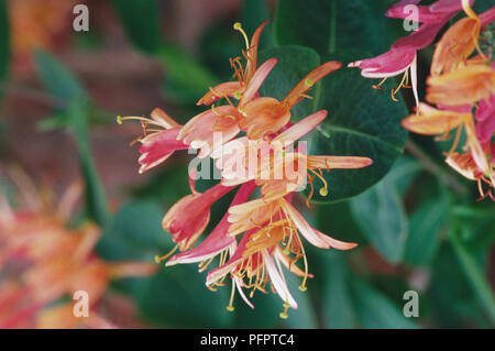 Honeysuckle, lonicera x heckrotti Blume in voller Blüte. Stockfoto