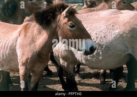Die Gruppe der Przewalski Pferde (Equus ferus Przewalskii), Seitenansicht Stockfoto