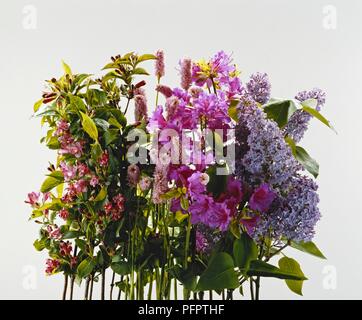 Anzeige von Pink, Lila und Blau Blumen aus Weigela Florida, Polygonum bistorta uperbum' (Snakeweed bistort), Syringa" Esther Staley' (Lila) und Rhododendron 'Purple Triumph" (Hybrid azalea) Stockfoto