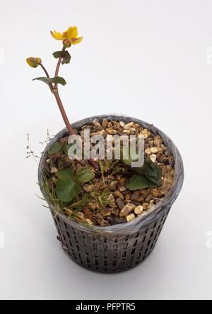 (Caltha palustris Sumpfdotterblume) in Flower Pot Stockfoto