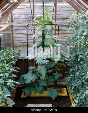 Cucumis sativus (Gurke) Pflanzen von Kompost Sack für Rahmen im Gewächshaus unterstützt. Stockfoto