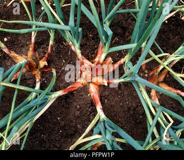 Schalotten wächst im Boden mit Tops sichtbar, close-up Stockfoto