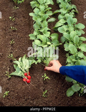 Ernte Radieschen von Gemüsegarten Stockfoto