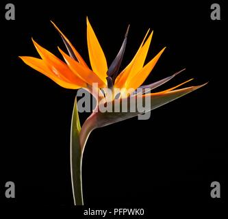 Strelitzia reginae (Bird of paradise) Blütenstand, close-up Stockfoto