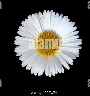 Bellis perennis (Daisy) Flower Head, close-up Stockfoto