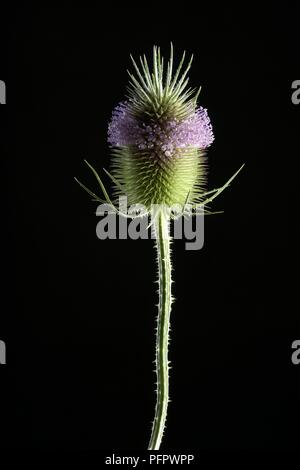 Dipsacus fullonum Blütenkopf aus (Gemeinsame Karde), close-up Stockfoto