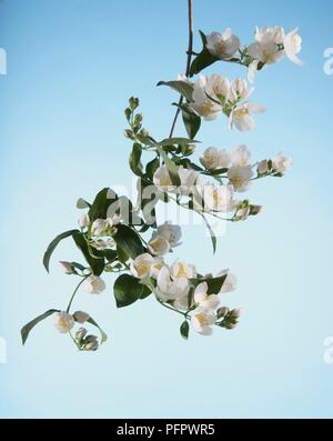 Zweig der weiße Blüte aus Cornus alba 'Sibirica Coronarius (Mock orange) Stockfoto