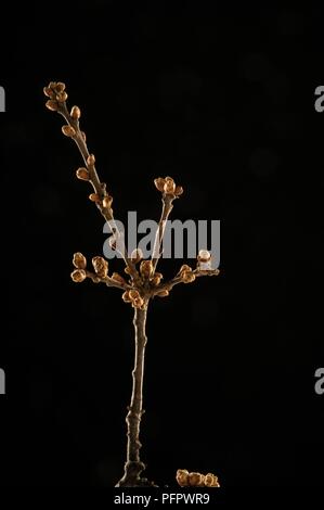 Quercus sp. (Eiche), Zweig mit Knospen Stockfoto