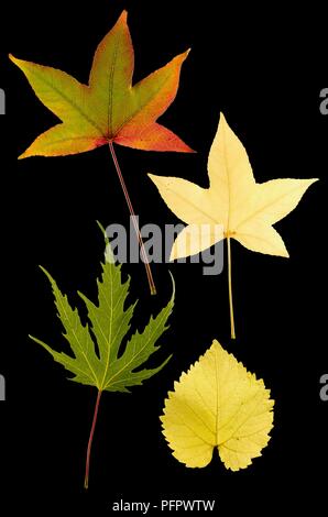 Herbst Blätter verschiedener Form, Größe und Farbe Stockfoto