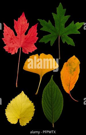 Herbst Blätter verschiedener Form, Größe und Farbe Stockfoto