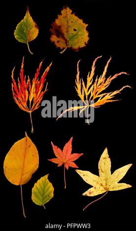 Herbst Blätter verschiedener Form, Größe und Farbe Stockfoto