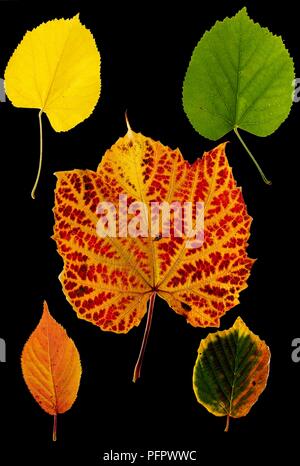 Herbst Blätter verschiedener Form, Größe und Farbe Stockfoto