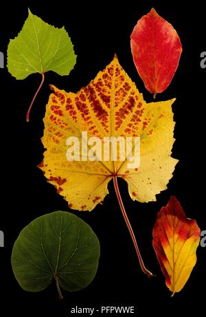 Herbst Blätter verschiedener Form, Größe und Farbe Stockfoto