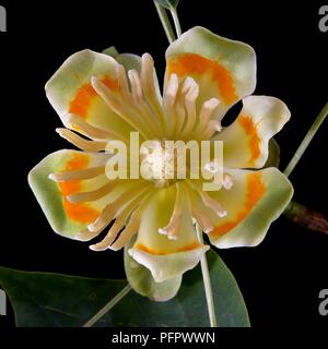 Grünlich gelb Liriodendron tulipifera (Tulip Tree) Blüte zeigen Staubfaden Stockfoto