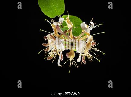 Lonicera periclymenum (Gemeinsame Geißblatt) Blüten und Blätter Stockfoto