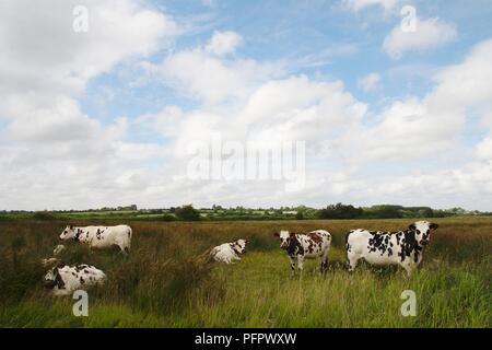 Frankreich, Normandie, Cotentin Sümpfe, Normande Kühe in einem Feld Stockfoto