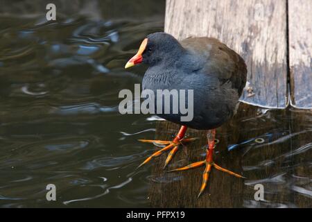 Australien, New South Wales, Sydney, Royal Botanic Gardens, Dusky Sumpfhuhn (Gallinula Tenebrosa) stehen in der Nähe von Wasser Stockfoto