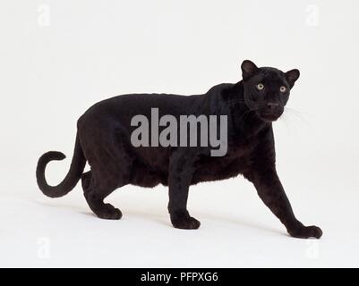 Schwarzer Leopard (Panthera pardus), stehend Stockfoto