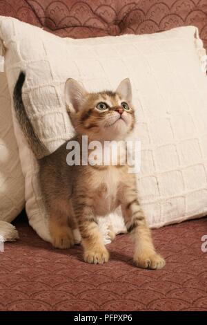 Braun tabby Kätzchen saß auf dem Sofa, auf der Suche nach oben Stockfoto