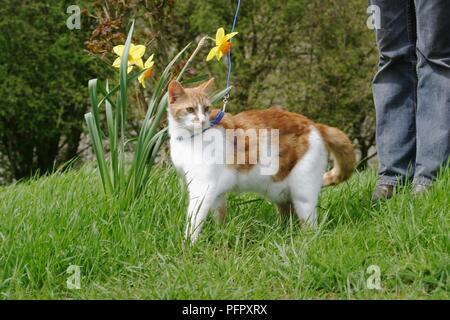 Ingwer und weiße Katze auf der Leitung, die im Garten in der Nähe von Narzissen Stockfoto