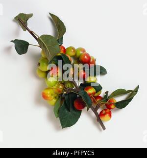 Malus 'Red Sentinel' mit Clustern von grün auf rot Beerenfrucht auf Stammzellen schneiden mit grünen Blättern Stockfoto