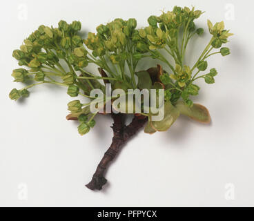 Acer negundo (Spitzahorn) branchlette mit Cluster von kleinen grünen Frühling Blumen und Blätter Stockfoto