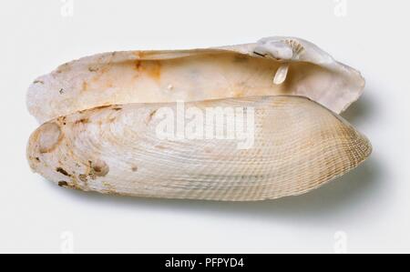 Europäische piddock (Pholas dactylus) Shell Stockfoto