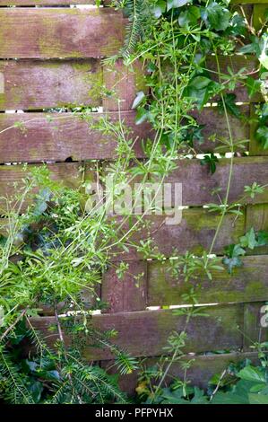 Galium aparine (Stickyweed, Goosegrass) zunehmend gegen alte Gartenzaun Stockfoto