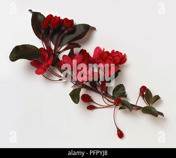 Malus 'Liset' (Crabapple Hybrid) roten Blüten und Knospen am Stamm schneiden mit dunkelgrünen Blätter Stockfoto