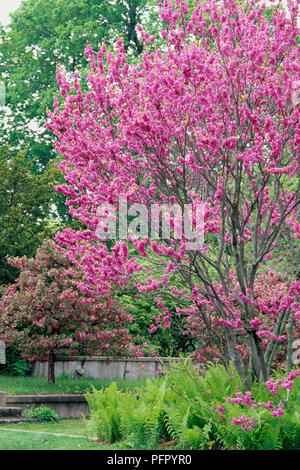 Cercis chinensis (Chinesische Redbud) Baum mit rosa Blüten Stockfoto