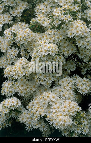 Cluster von Olearia x scilloniensis (Daisy Bush) weiße Blumen, gelb in der Mitte, close-up Stockfoto