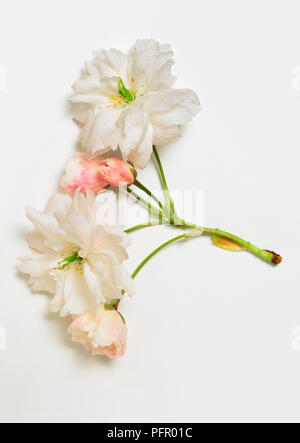 Prunus ist hogetsu" (Japanese flowering cherry), Stengel mit Blumen Stockfoto