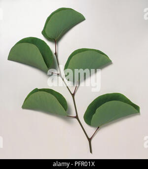 Cercis siliquastrum (Judas tree), Blätter Stockfoto