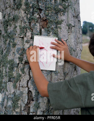 Die junge Rinde reiben aus alten Baumstamm auf weißem Papier mit rotem Wachs Crayon Stockfoto