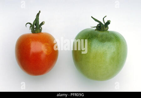Eine rote Tomaten und eine grüne Tomate zeigt erste Anzeichen von 'Ghost spots' auf Haut, bekannt als Botrytis (grauer Schimmel) Stockfoto