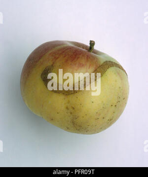 Apple beschädigt durch Sawfly (Hoplocampa testudinea) Stockfoto
