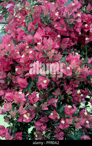 Cluster von rosa Bougainvillea glabra 'Harrissii' im Garten Stockfoto