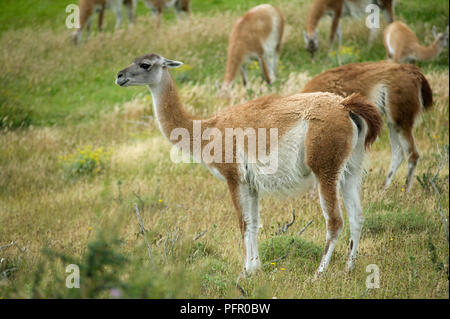 Chile, Patagonien, Parque Nacional Torres del Paine (Torres del Paine National Park), guanacos (Lama Guanicoe) auf Grünland Stockfoto