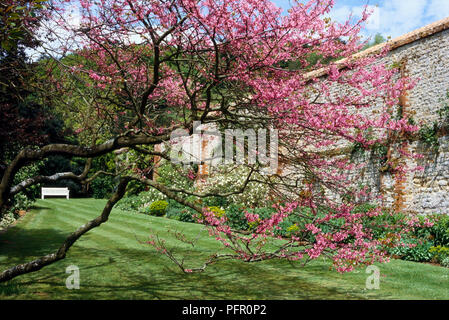 Prunus sp. (Kirschbaum), Baum in der Blüte im Garten Stockfoto