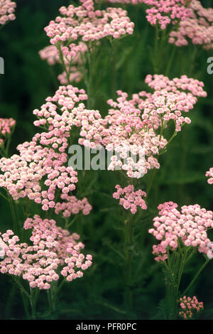 Achillea sp. (Schafgarbe), rosa Blütenköpfe, close-up Stockfoto