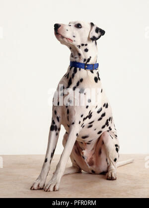 Rüde Dalmatiner Hund sitzend, trägt blaue Kragen Stockfoto