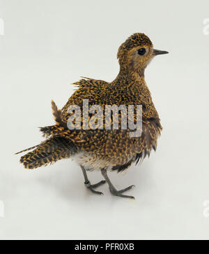 Europäische Goldregenpfeifer (Pluvialis apricaria) mit Winter Gefieder Stockfoto