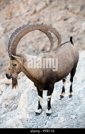 Israel, Negev Wüste, makhtesh Ramon, Nubian ibex (Capra nubiana) mit ihren langen gebogenen Hörnern Stockfoto