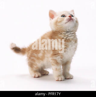 Ingwer und weiß tabby Kitten, Suchen nach Stockfoto