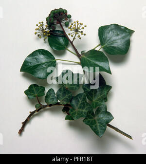 Hedera (Efeu), Stengel mit Blättern, Blüten und Beeren Stockfoto