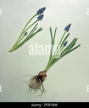 Traubenhyazinthen (Muscari sp.), Blumen mit Glühlampen Stockfoto