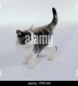 Blau schildpatt und weiß Britisch Kurzhaar Kätzchen Stockfoto