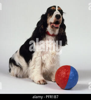 Schwarz, Weiß und tan English Cocker Spaniel sitzend mit Kugel Stockfoto