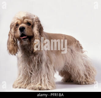 Buff American Cocker Spaniel hund stehend Stockfoto