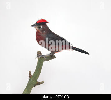 Stecker, rot Pileated Finch (Coryphospingus cucullatus), auch als Red-Crested Finch bekannt, hocken, mit Kopf im Profil mit leuchtend roten Kamm Stockfoto